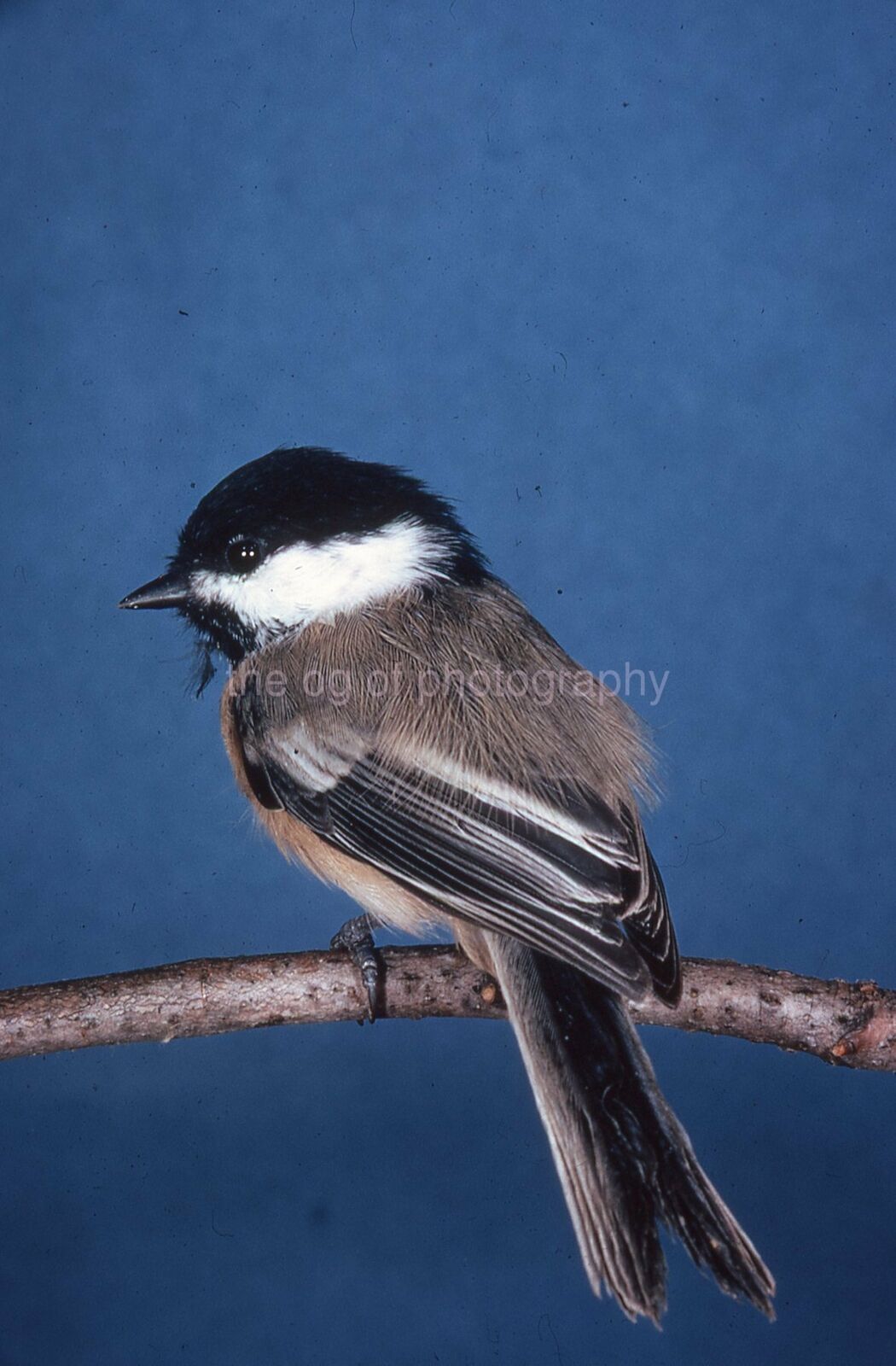 B.C. CHICKADEE 35mm FOUND BIRD SLIDE Vintage COLOR Photo Poster painting 15 T 11 D