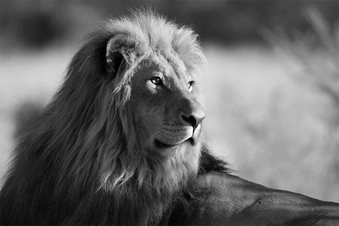 Minimalist Black and White Lion Animal Personality Mural Poster Home Interior Room Bedroom Wall Decoration Canvas Art (no Frame) 530