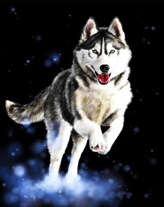 

Husky – Paint By Numbers - 40*50CM, 501 Original