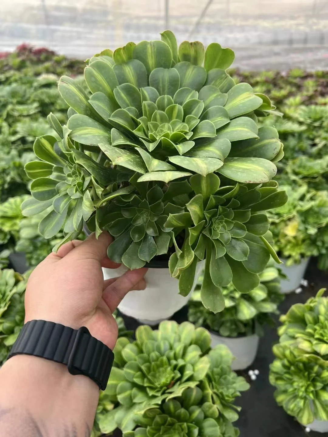 plant Aeonium Echeveria Haworthia  Caudex  Lithops Cactus  Agave 