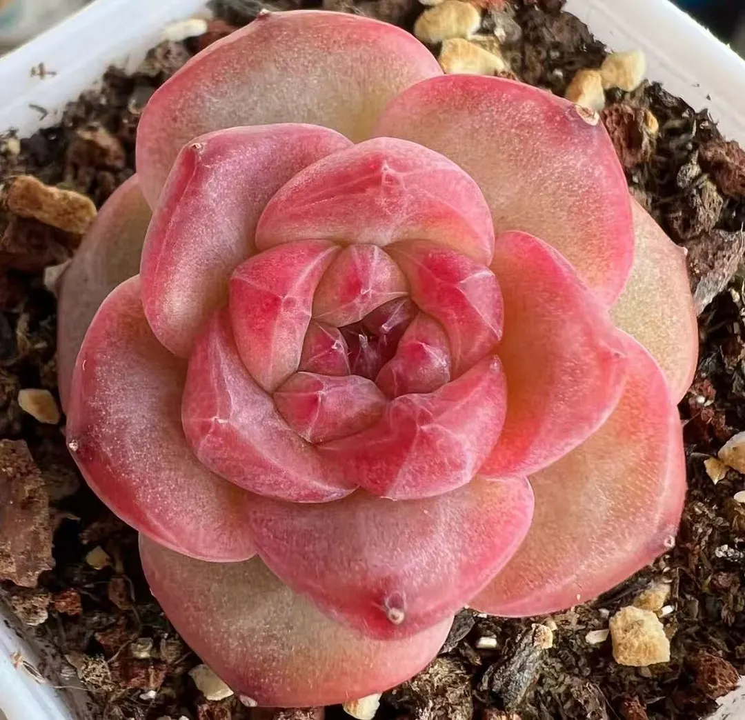 plant Aeonium Echeveria Haworthia  Caudex  Lithops Cactus  Agave 