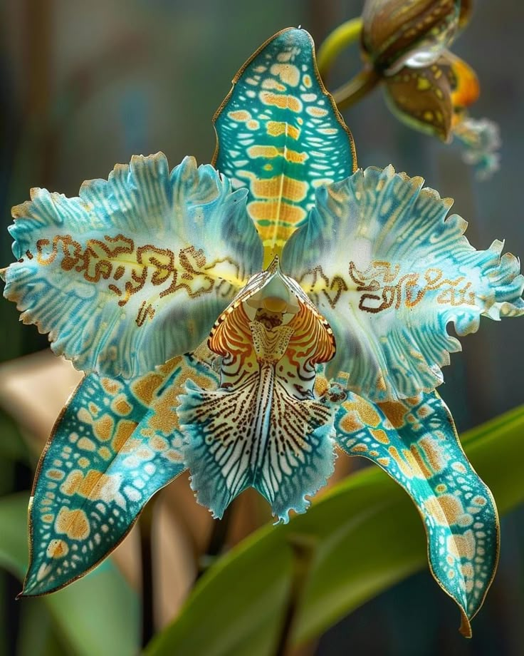 🦋Iris butterfly seeds
