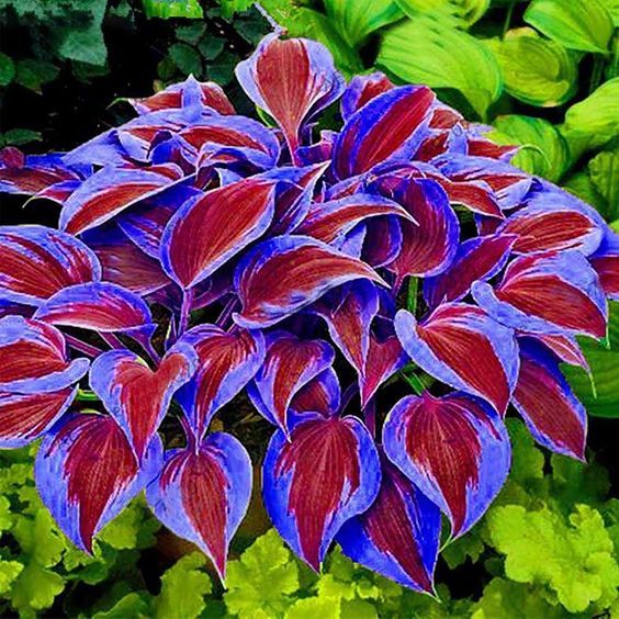 Rare Multi-colored Hostas Seeds