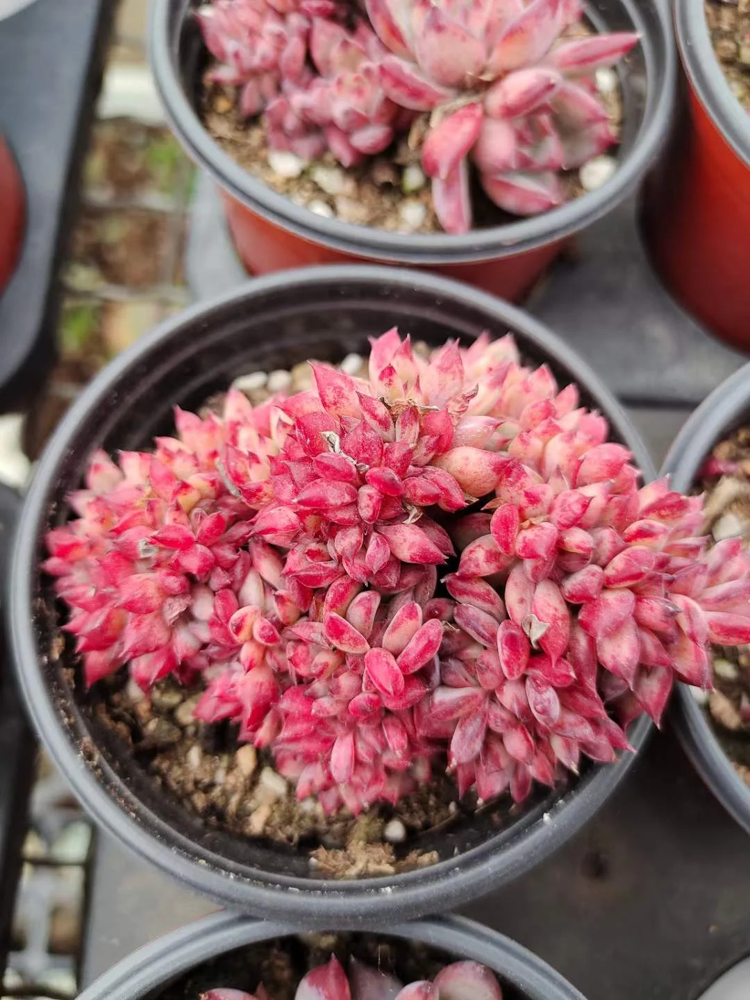 plant Aeonium Echeveria Haworthia  Caudex  Lithops Cactus  Agave 