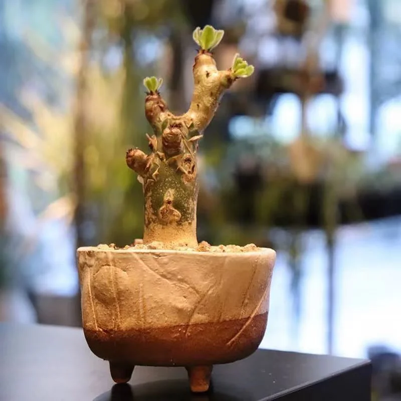 plant Aeonium Echeveria Haworthia  Caudex  Lithops Cactus  Agave 