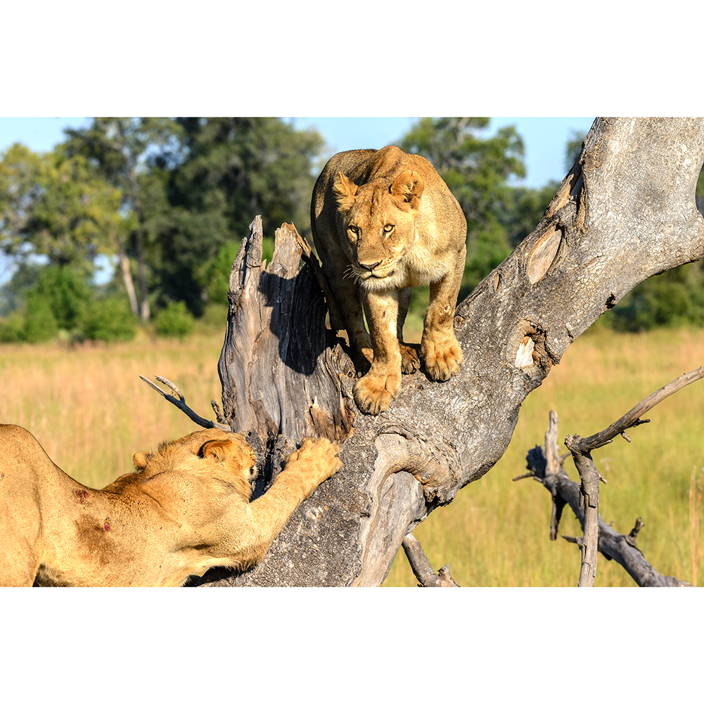 

Lion - 1000 Pieces Jigsaw Puzzle, 501 Original