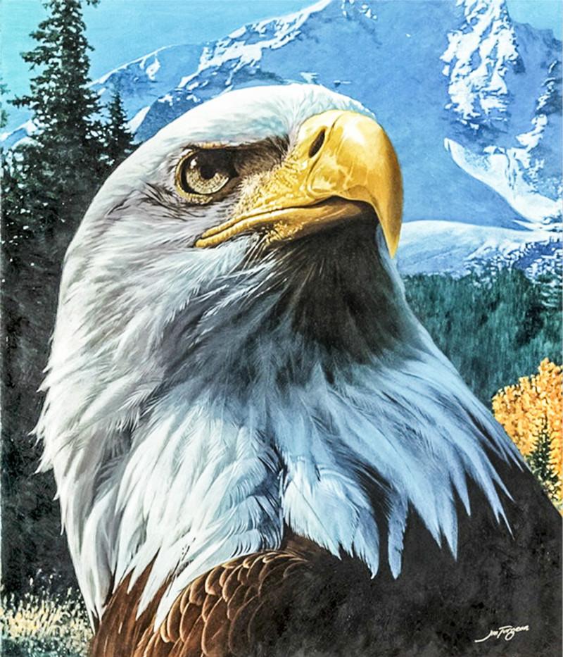 

Eagle looks up – Paint By Numbers - 40*50CM, 501 Original