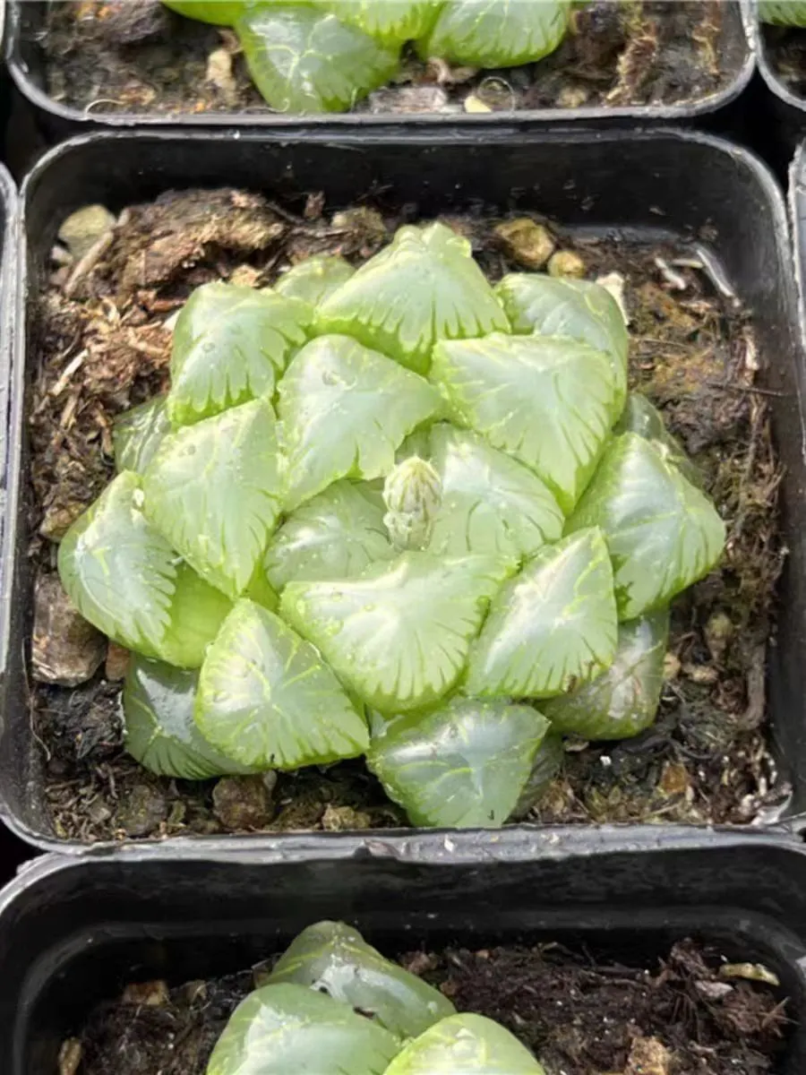 plant Aeonium Echeveria Haworthia  Caudex  Lithops Cactus  Agave 