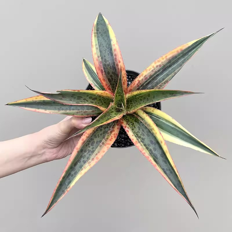 zwyw33.Agave Mangave Kaleidoscope 20cm/Agave plants / Succulent plants / Garden landscape / Carefully select healthy plants