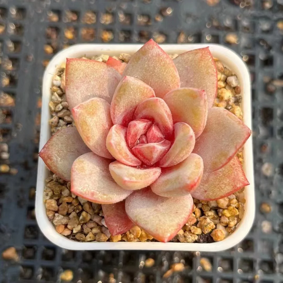 plant Aeonium Echeveria Haworthia  Caudex  Lithops Cactus  Agave 