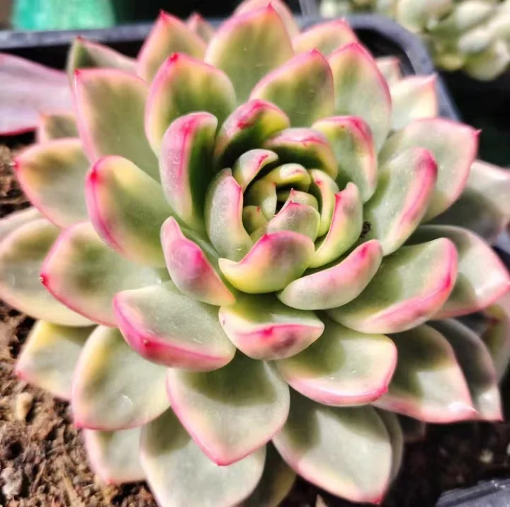 plant Aeonium Echeveria Haworthia  Caudex  Lithops Cactus  Agave 