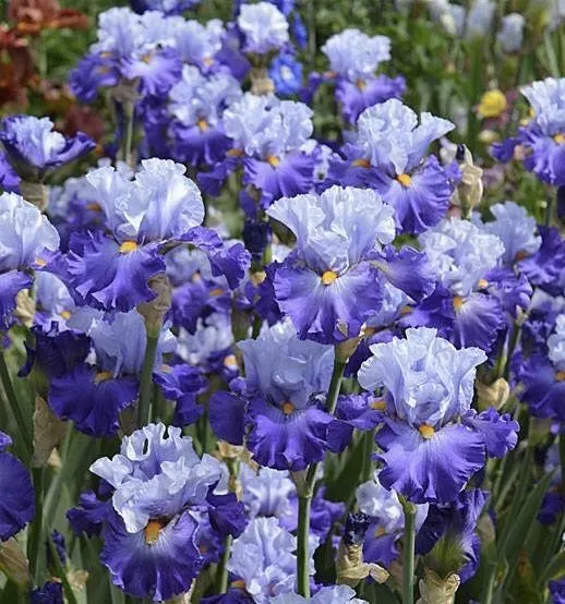 Purple Iris Seeds