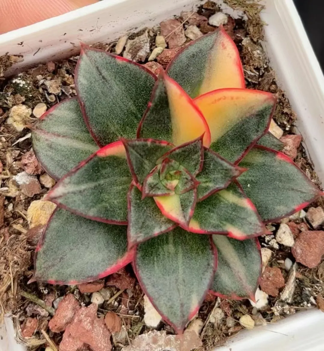 plant Aeonium Echeveria Haworthia  Caudex  Lithops Cactus  Agave 