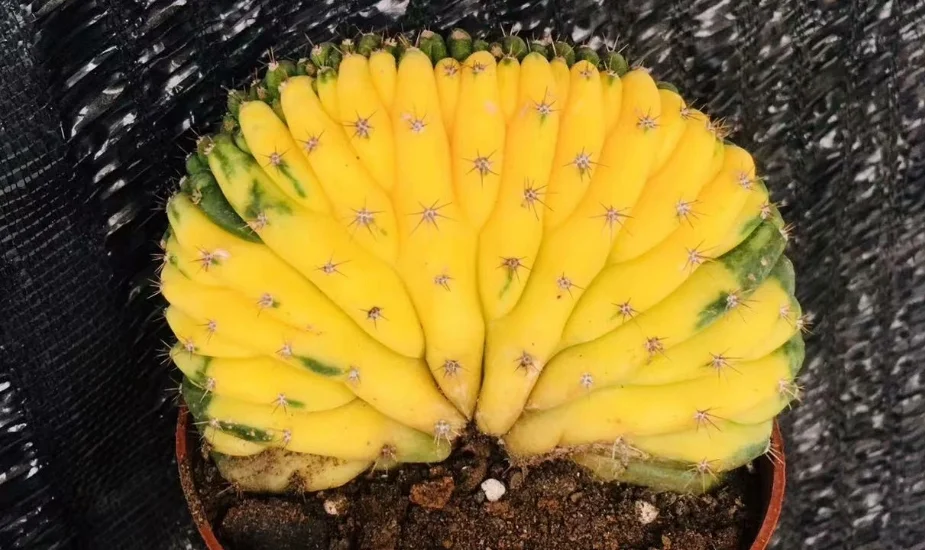 plant Aeonium Echeveria Haworthia  Caudex  Lithops Cactus  Agave 