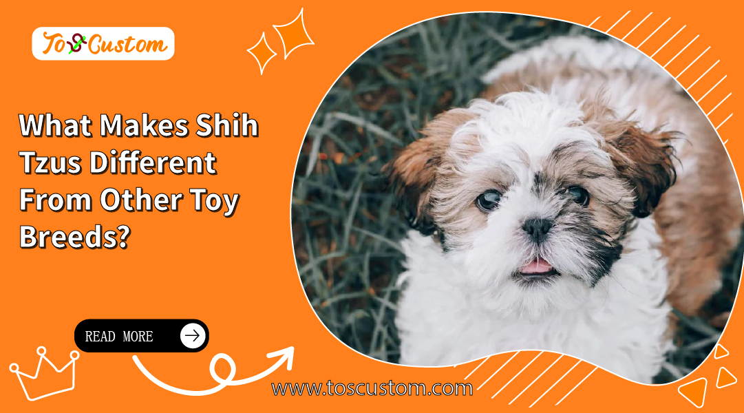 TOSCUSTOM™What Makes Shih Tzus Different From Other Toy Breeds