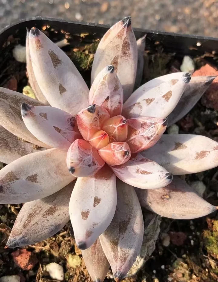 plant Aeonium Echeveria Haworthia  Caudex  Lithops Cactus  Agave 