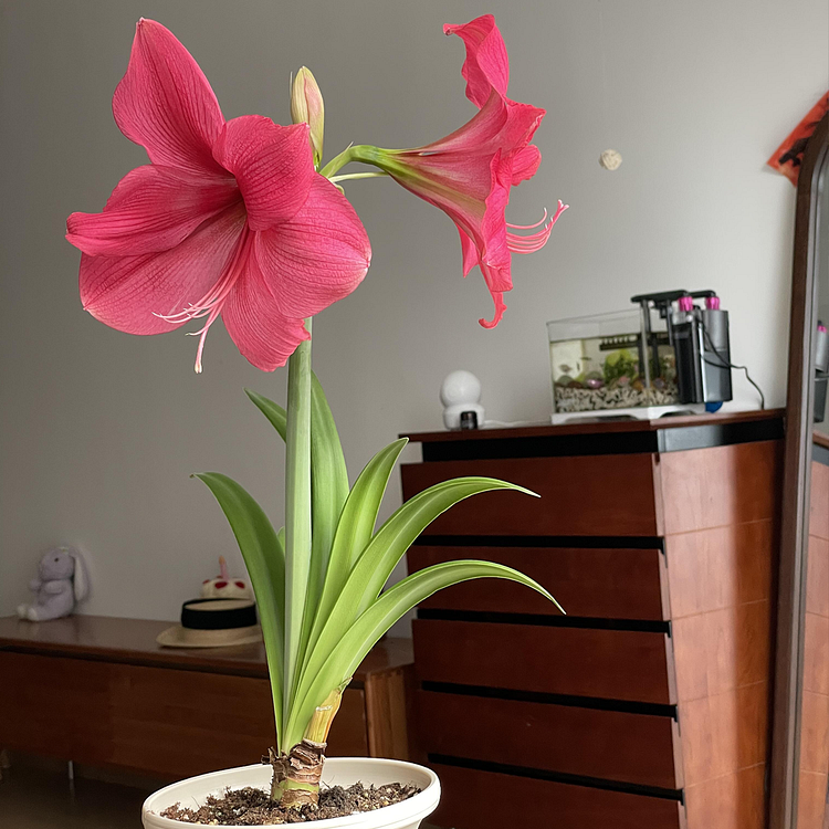 Amaryllis Bulbs - Easy-Care Red Wax with Red Blooms