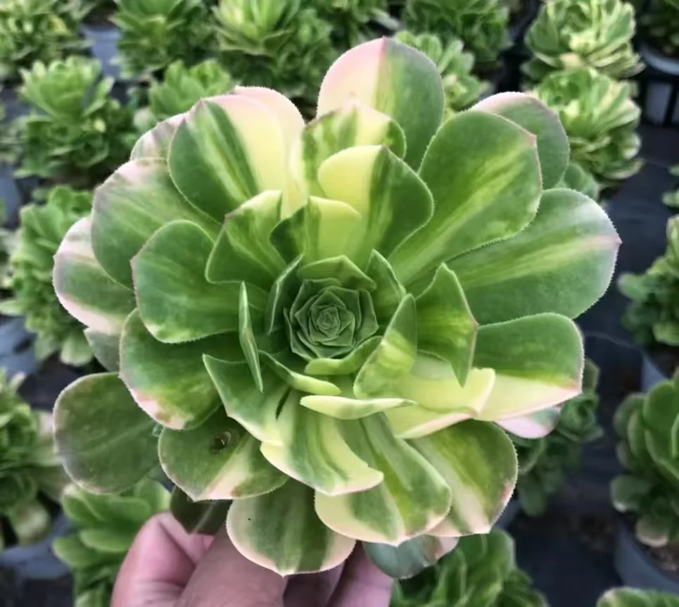 1118. Green cashmere var. cutting and single head /Aeonium single head and cutting/Aeonium plants / Succulent plants / Garden landscape / Carefully select healthy plants