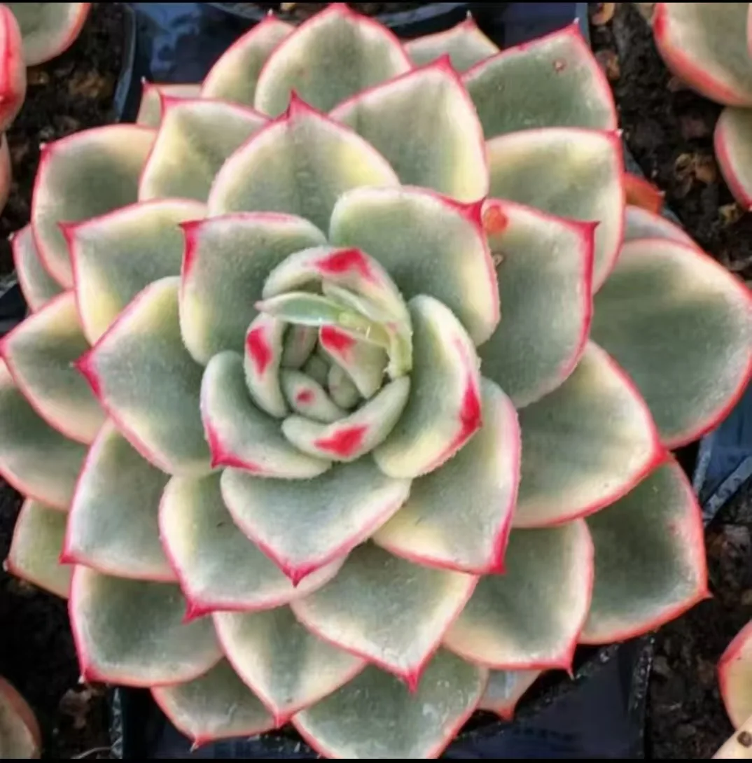 plant Aeonium Echeveria Haworthia  Caudex  Lithops Cactus  Agave 