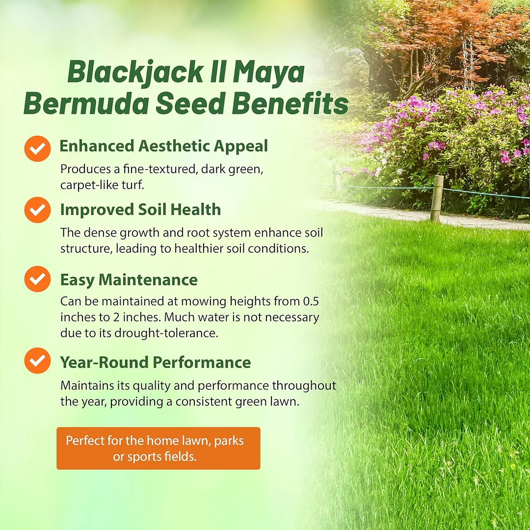 Blackjack II Maya Bermuda Grass Seed