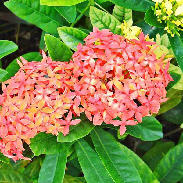 Purple Pentas Bonsai Seeds Jonyparkseed®