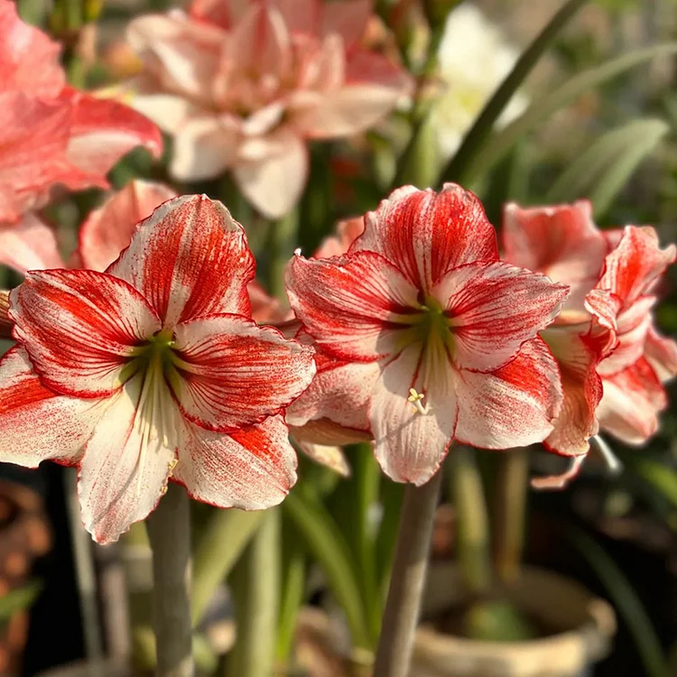 Knight Star Amaryllis🌼Flower Seeds