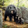 Black Bear Mother Son-Paint by Numbers Acrylic Painting 40*40CM