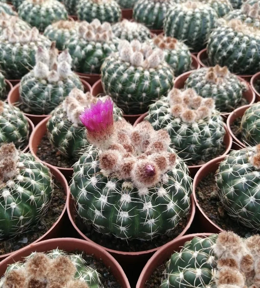 plant Aeonium Echeveria Haworthia  Caudex  Lithops Cactus  Agave 