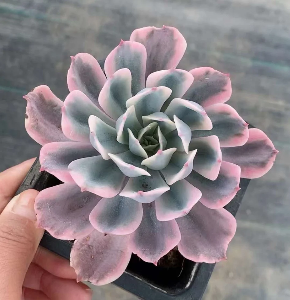 plant Aeonium Echeveria Haworthia  Caudex  Lithops Cactus  Agave 