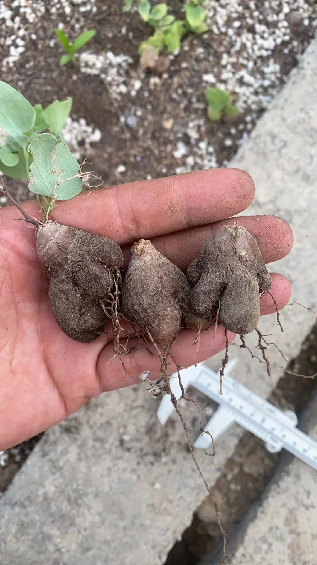 plant Aeonium Echeveria Haworthia  Caudex  Lithops Cactus  Agave 