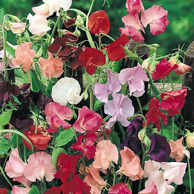 Mam&shy;moth Mix Sweet Pea Seeds