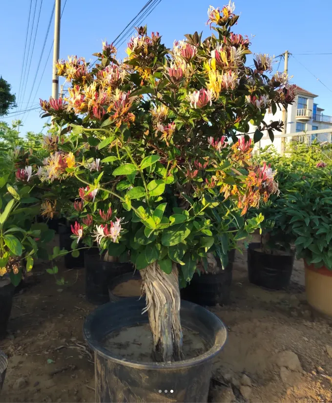 Colorful Honeysuckle Seeds 👍Flowers that are good for your health🌿