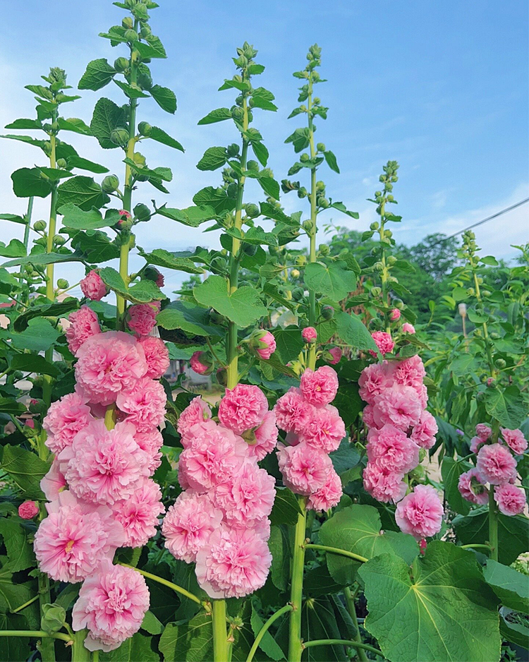 Double Flowered Hollyhock Seeds-500 Pcs / Packet