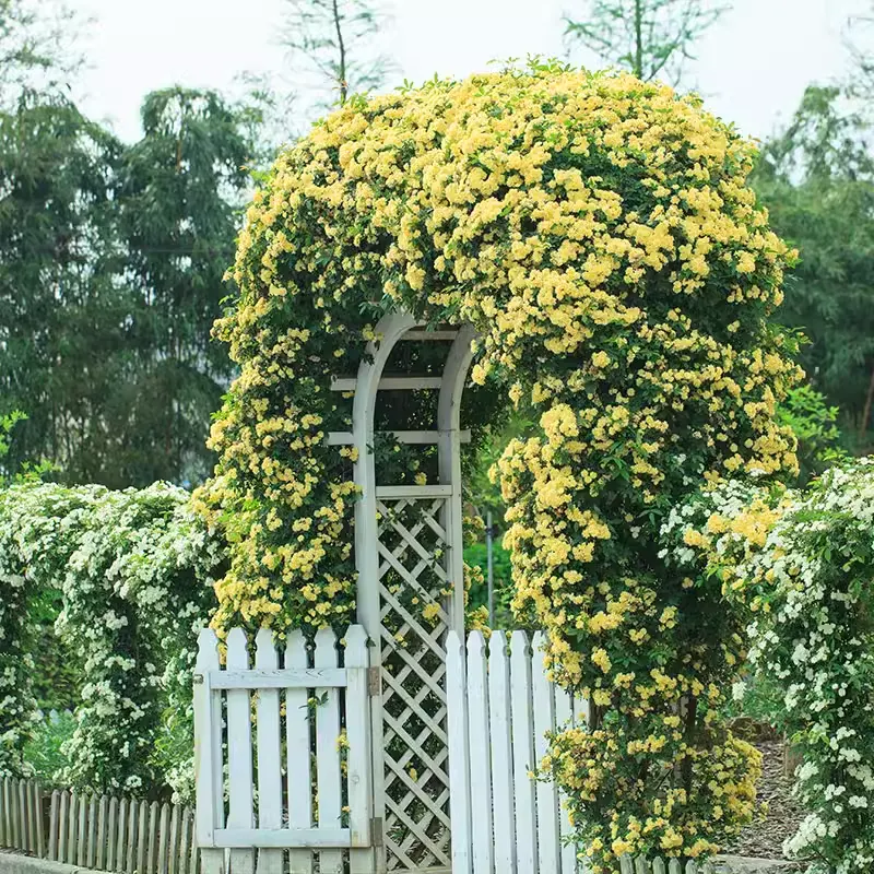 Yellow Banks Rose Seeds