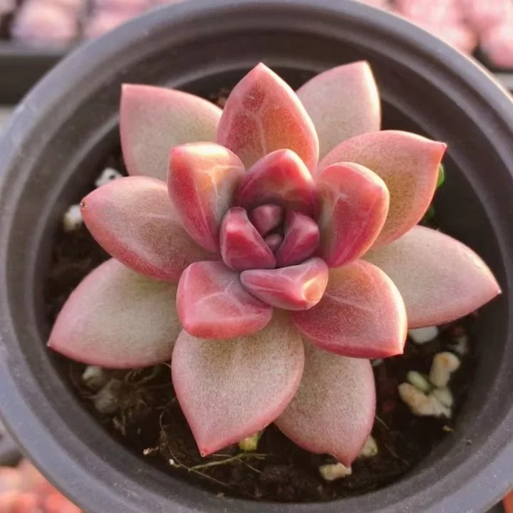 plant Aeonium Echeveria Haworthia  Caudex  Lithops Cactus  Agave 