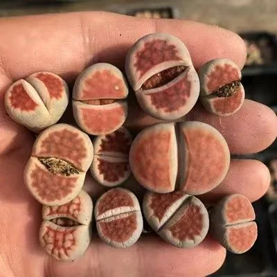 plant Aeonium Echeveria Haworthia  Caudex  Lithops Cactus  Agave 