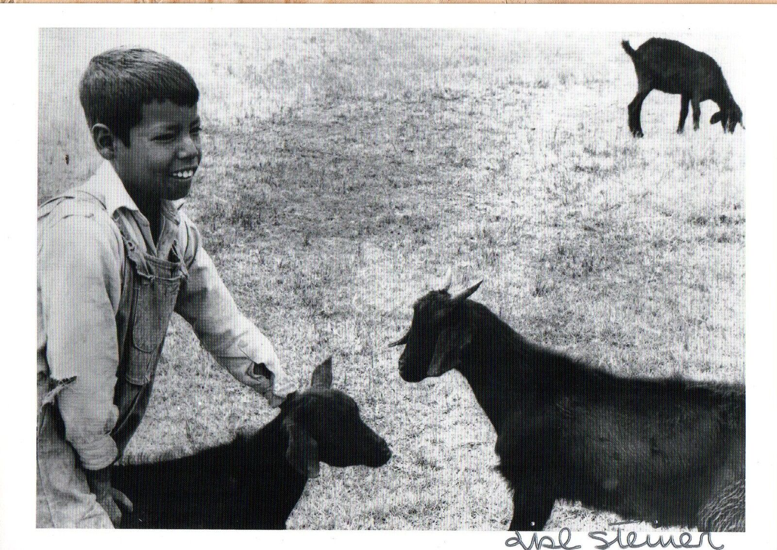 Lisl Steiner famed Photo Poster paintinggrapher REAL hand SIGNED Shepherd postcard