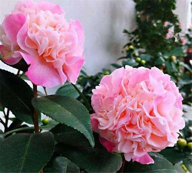 Camellias Seeds