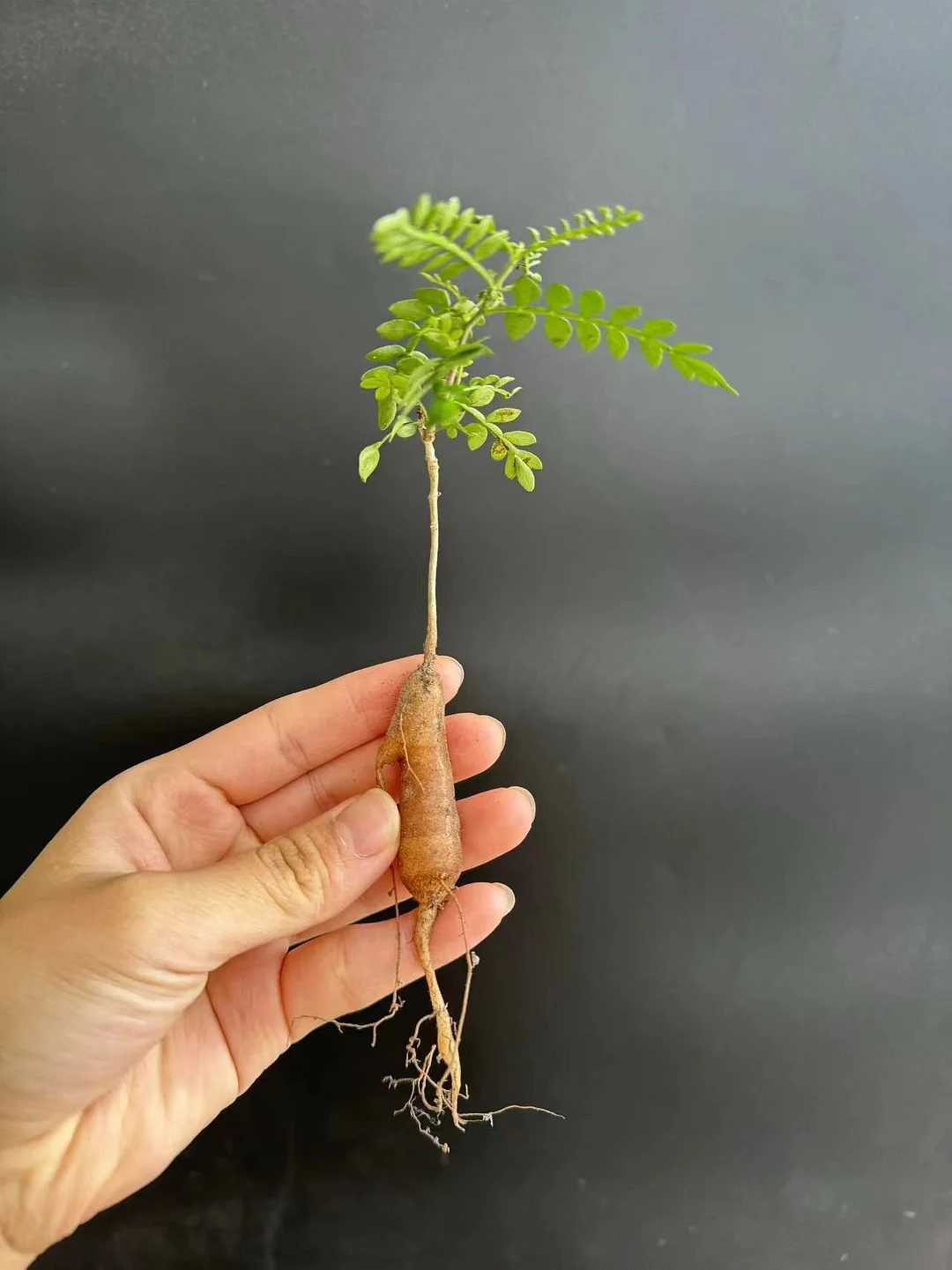 plant Aeonium Echeveria Haworthia  Caudex  Lithops Cactus  Agave 