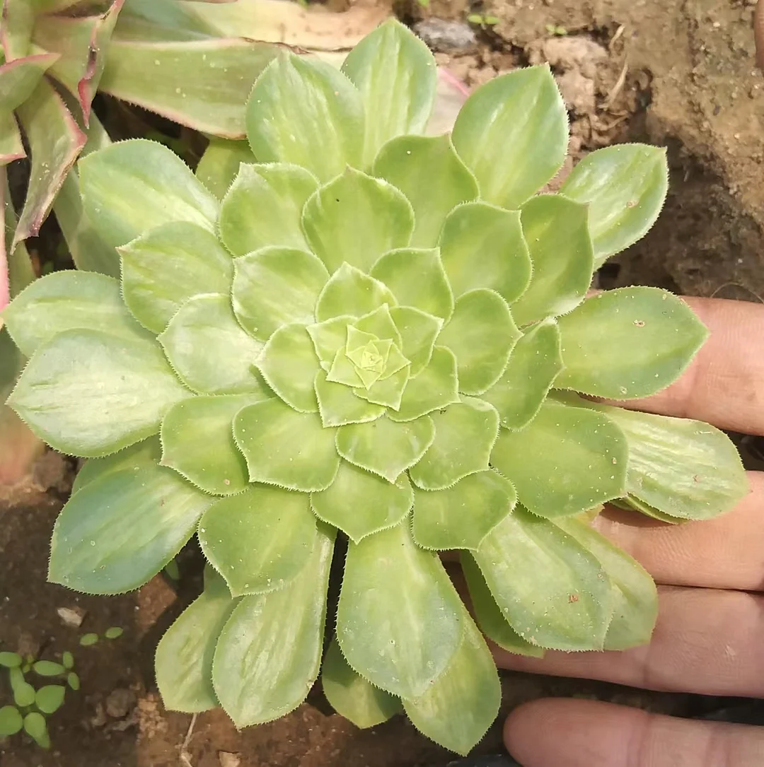 plant Aeonium Echeveria Haworthia  Caudex  Lithops Cactus  Agave 