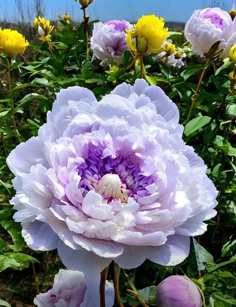 Peony Flower Seeds🌺Elegant Blooms for Your Garden✨