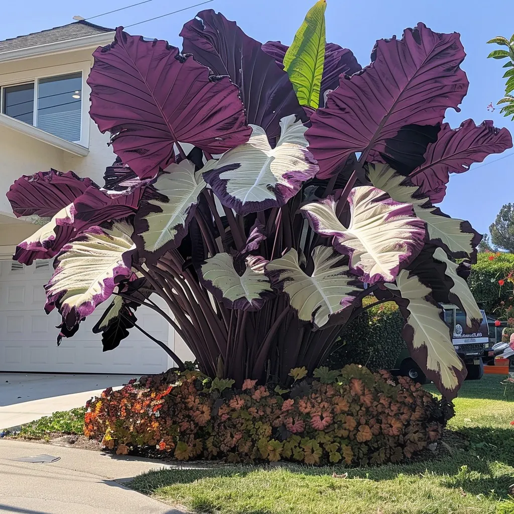 🎉Bulb🌿Rare giant flower caladium