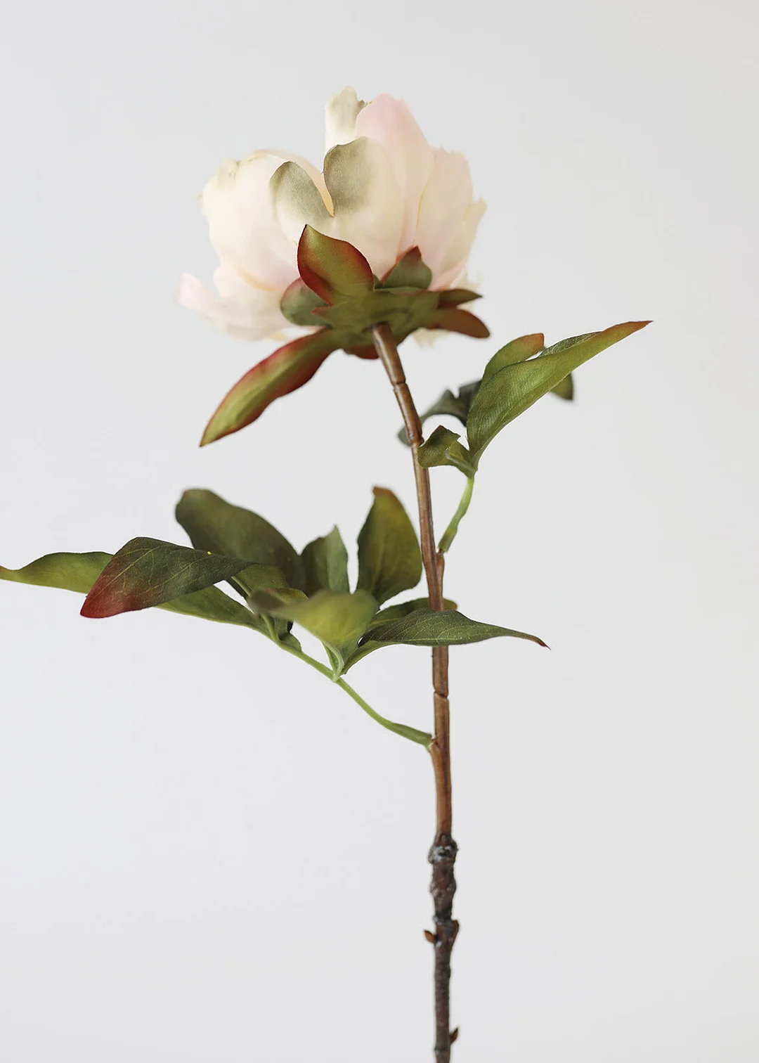 Cream Peach Artificial Peony Flower - 22"