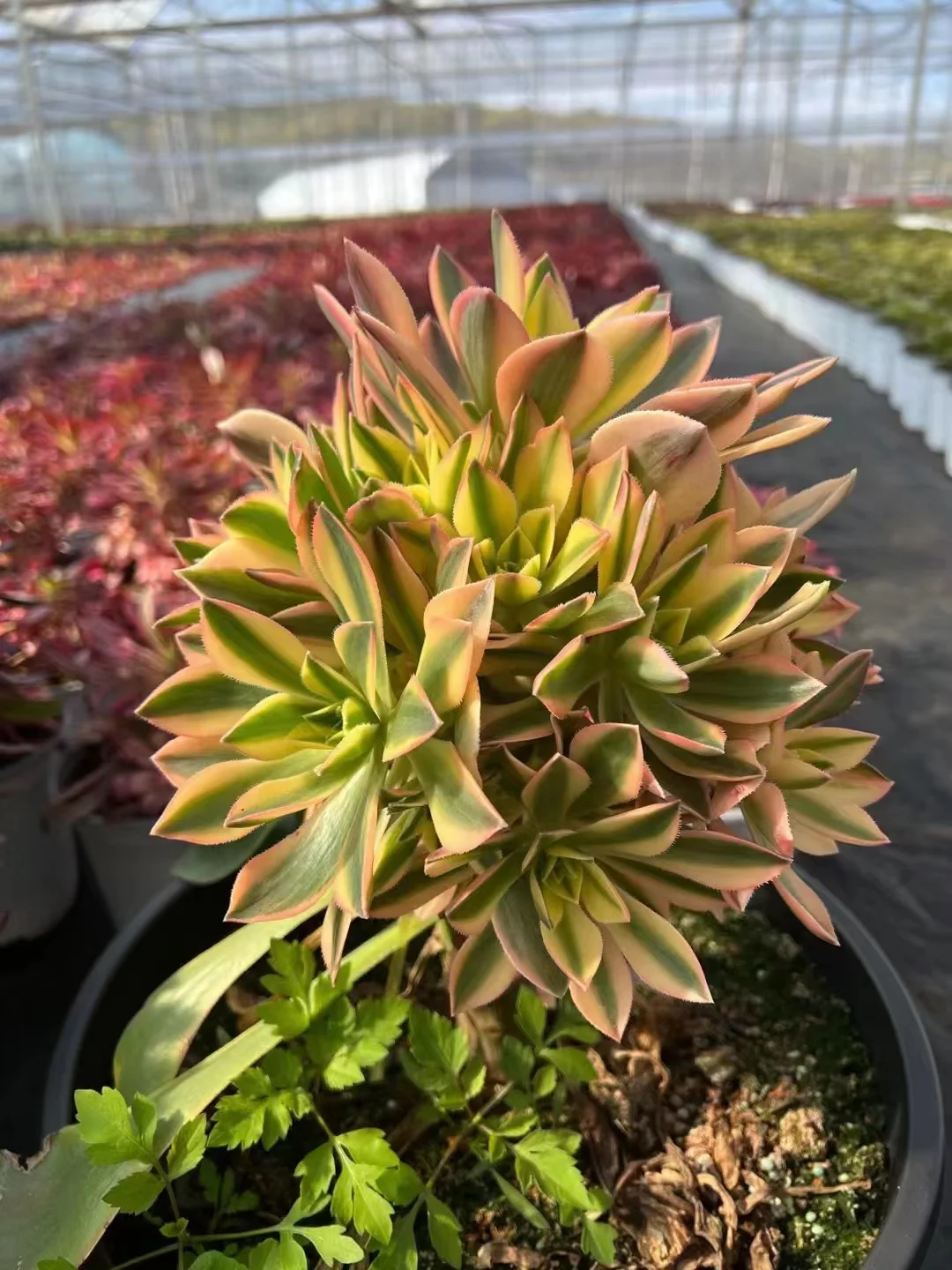 324.   Aeonium leucoblepharum variegata  (Maple leaves ) cluster 10-15cm 10 heads / Aeonium cluster / Aeonium plants / Garden landscape / Carefully select healthy plants