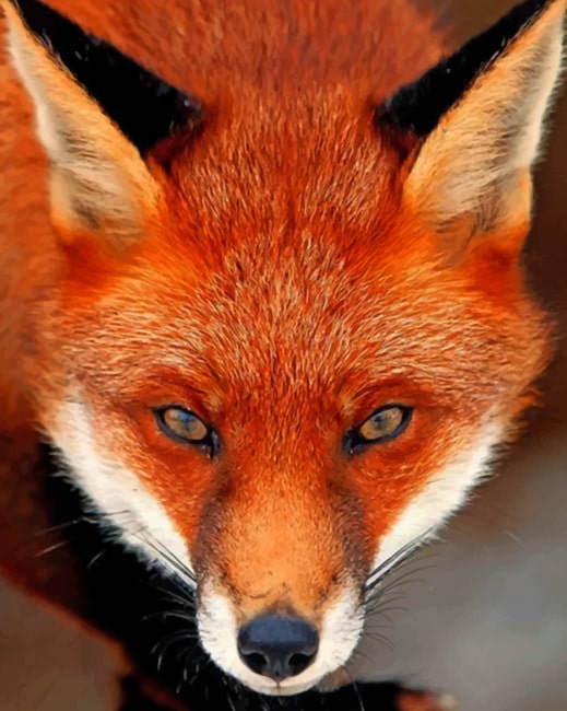 

Orange Fox – Paint By Numbers - 40*50CM, 501 Original
