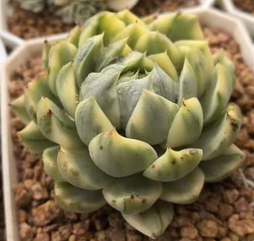 plant Aeonium Echeveria Haworthia  Caudex  Lithops Cactus  Agave 