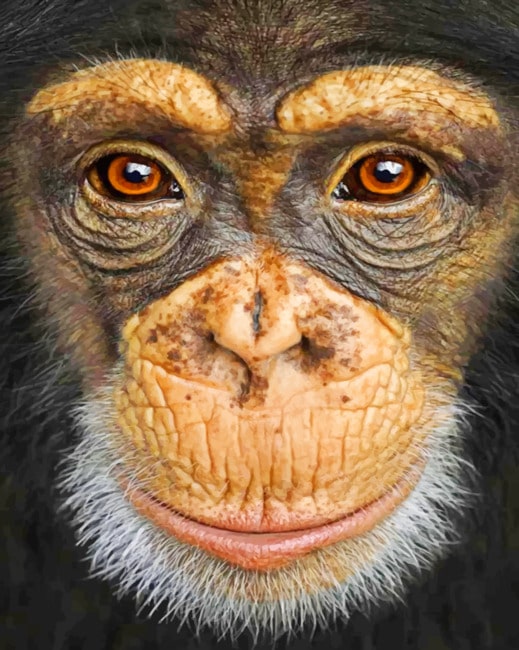 

Monkey – Paint By Numbers - 40*50CM, 501 Original