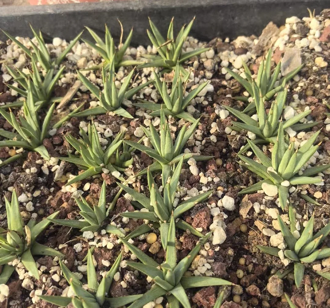 plant Aeonium Echeveria Haworthia  Caudex  Lithops Cactus  Agave 