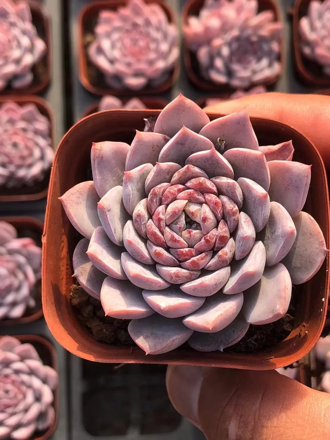 plant Aeonium Echeveria Haworthia  Caudex  Lithops Cactus  Agave 