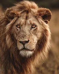 Close-Up of a Lion - Diamond Painting